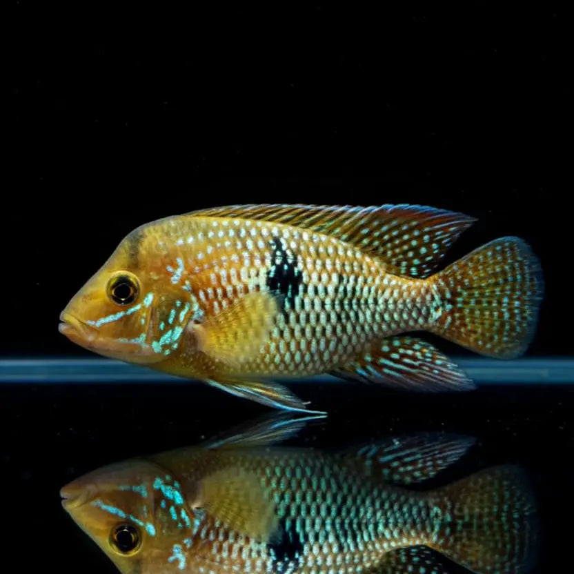 Brasil-Perlmuttbuntbarsch – Geophagus brasiliensis AquaTimo
