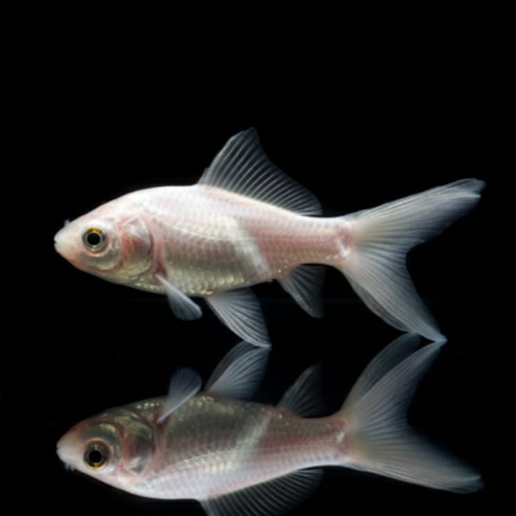 Goldfisch Comet Weiß - Carassius auratus 🤍