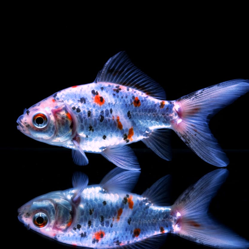 Goldfisch Shubunkin - Carassius auratus 🐟🎨