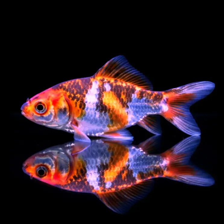 Goldfisch Shubunkin - Carassius auratus 🐟🎨 AquaTimo