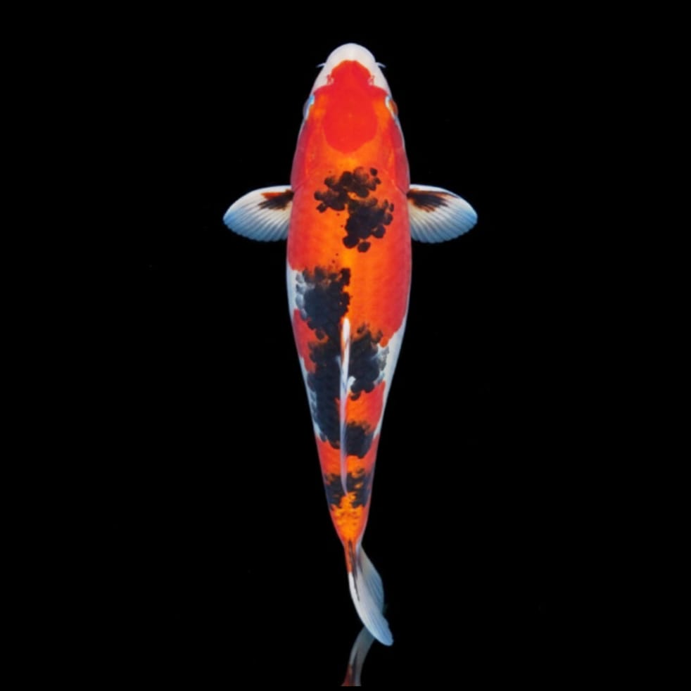 Koi-Karpfen - Cyprinus carpio 🧡