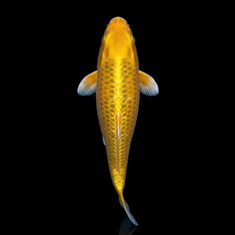 Koi-Karpfen - Cyprinus carpio 🧡 AquaTimo