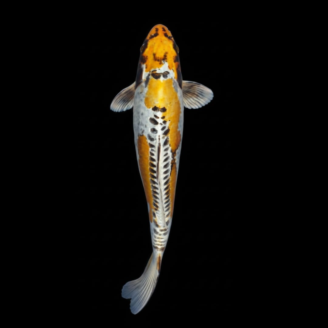 Koi-Karpfen - Cyprinus carpio 🧡