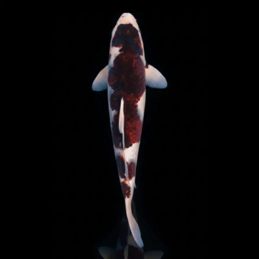 Koi-Karpfen - Cyprinus carpio 🧡 AquaTimo