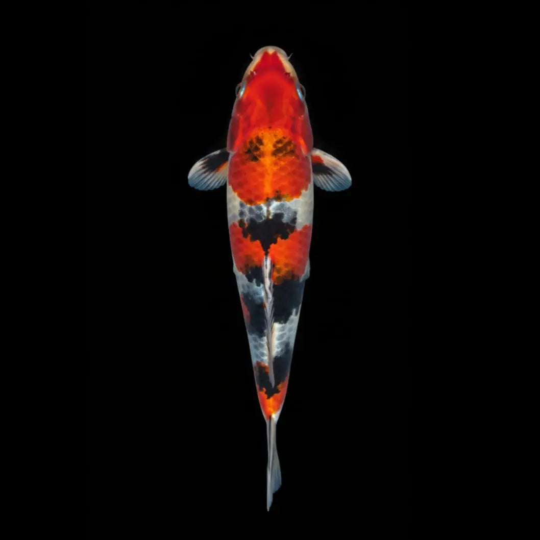 Koi-Karpfen - Cyprinus carpio 🧡 AquaTimo