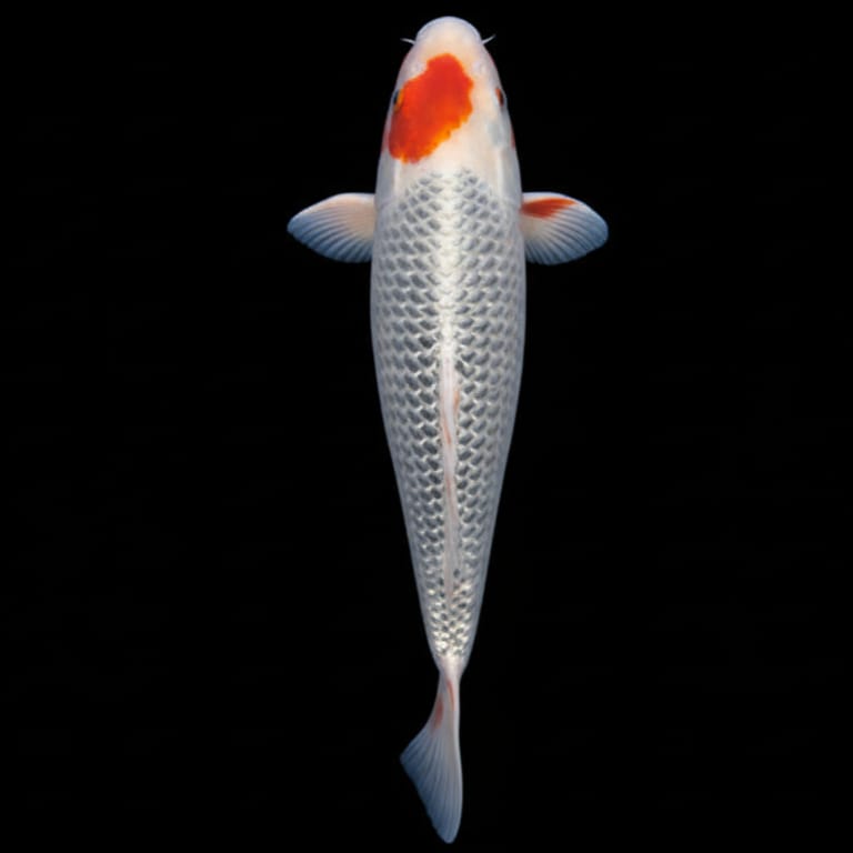 Koi-Karpfen - Cyprinus carpio 🧡