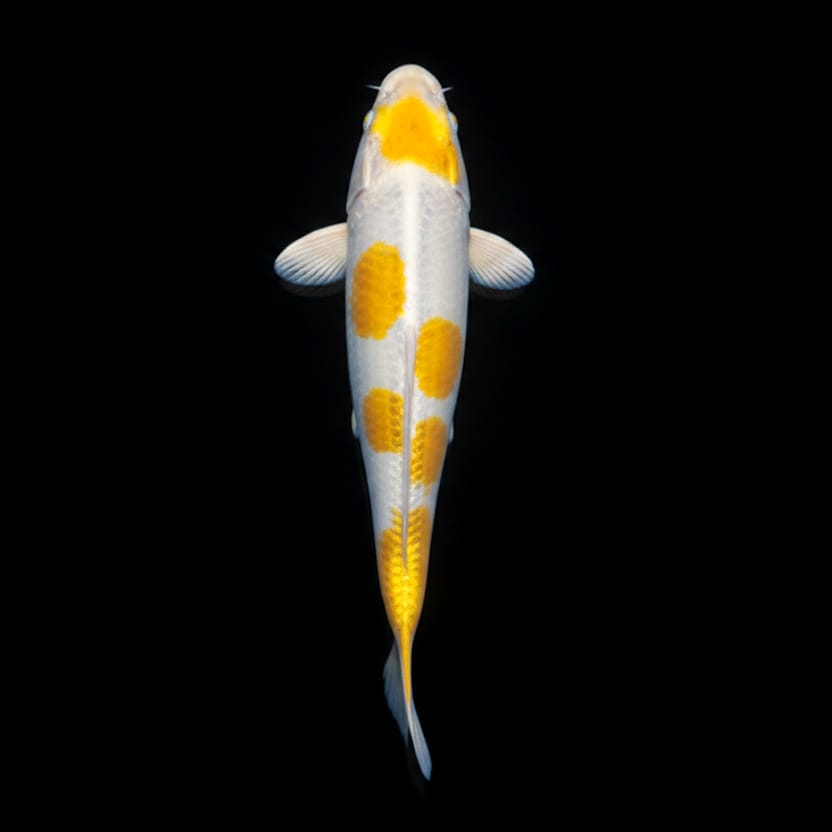 Koi-Karpfen - Cyprinus carpio 🧡
