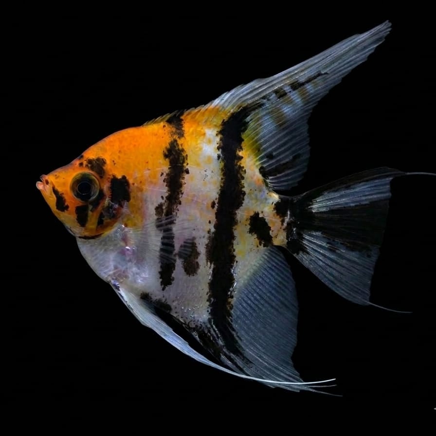 Skalar Red Head Marble - Pterophyllum scalare 🌿✨