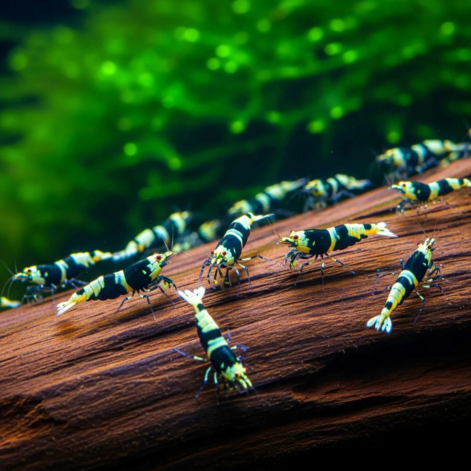 Caridina logemanni - Zwerggarnele 🐼 "Black Bee" K2-K4 AquaTimo