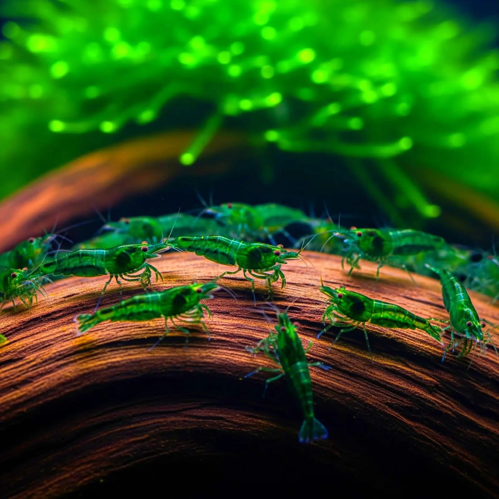 Neocaridina davidi - 💚 Green Jade Garnele AquaTimo
