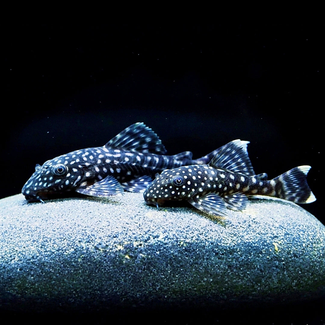 Blauer Antennenwels aus Liebevoller Zucht - Antennenwels Ancistrus sp.