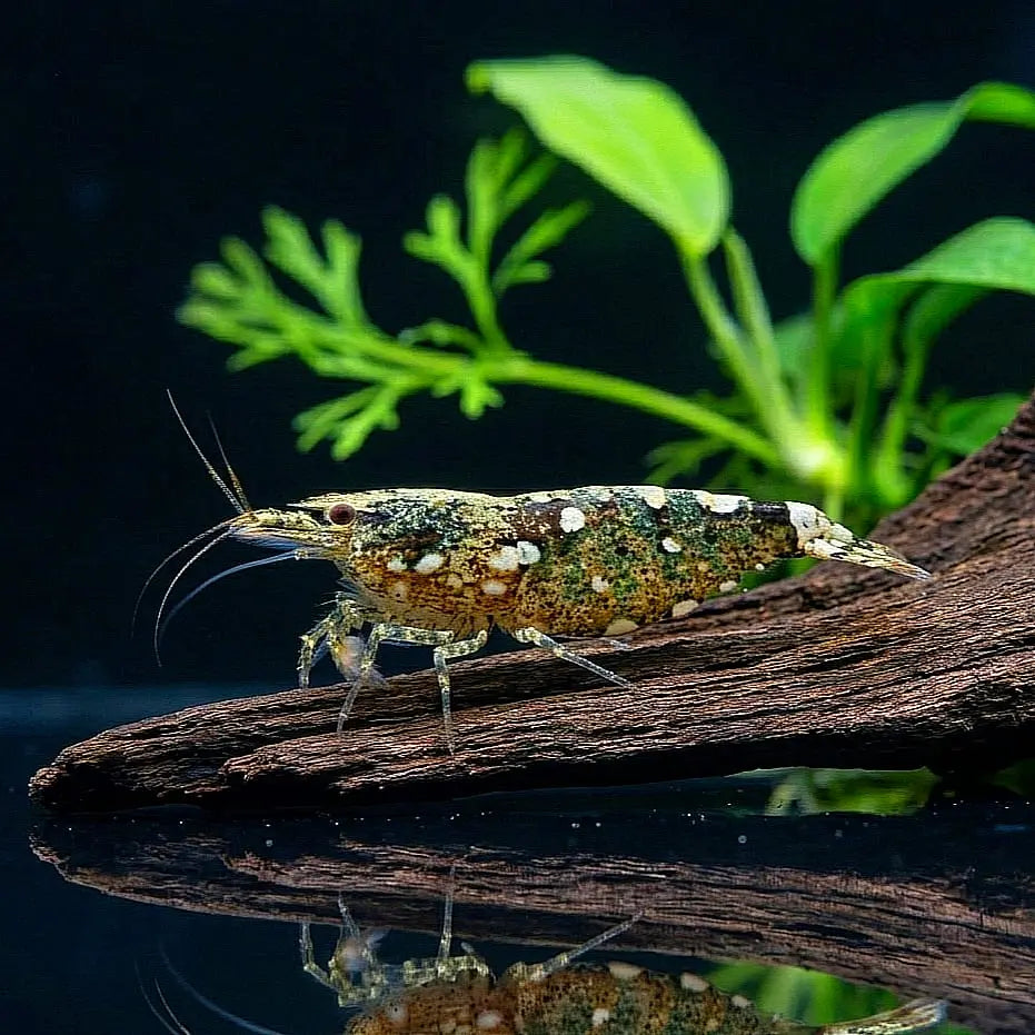 Atyopsis moluccensis AquaTimo