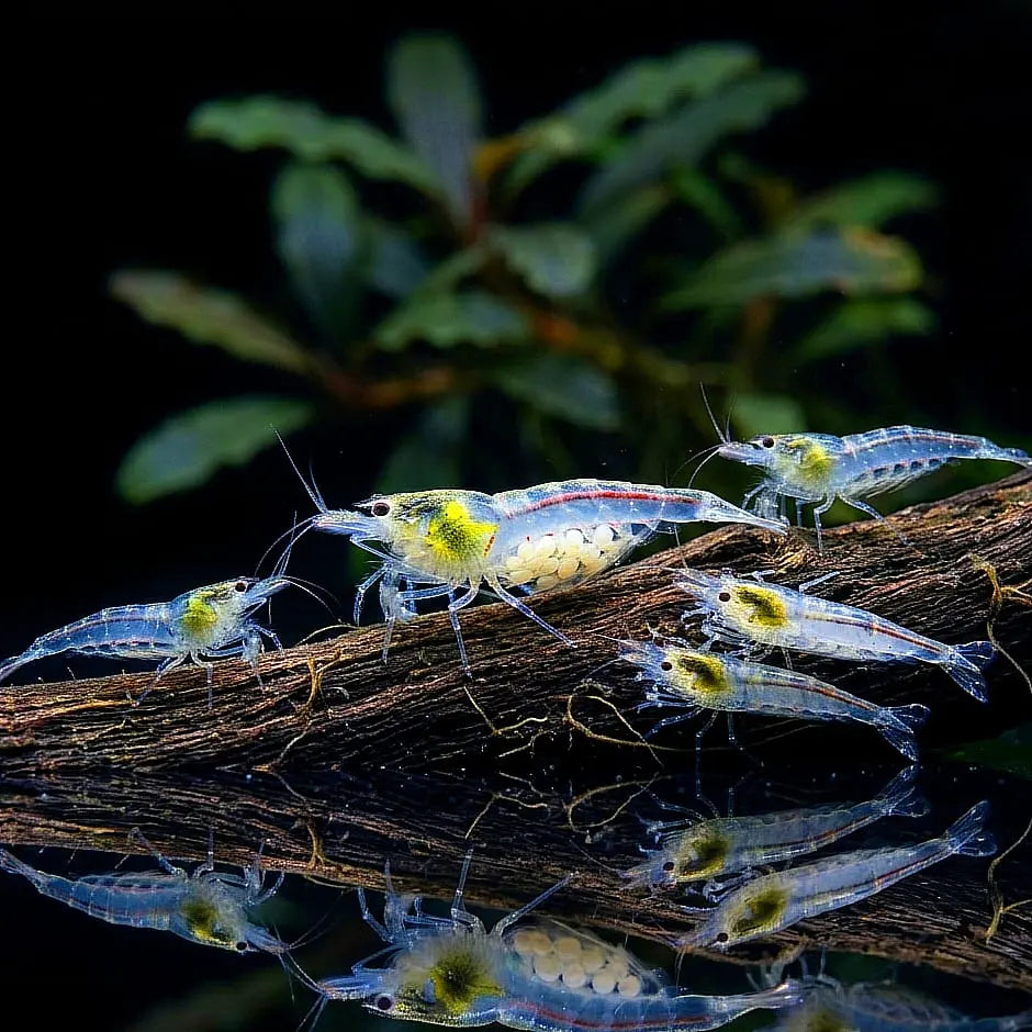 Neocaridina davidi - 🤍 White Pearl Garnelen AquaTimo