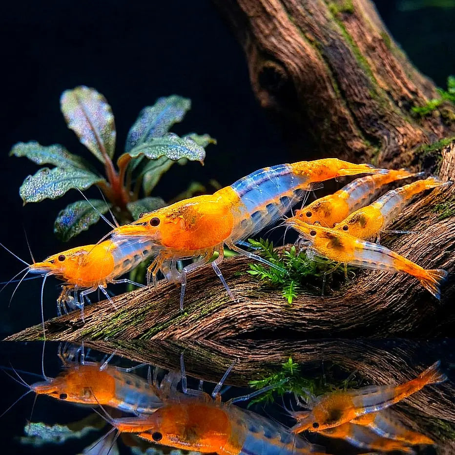 Neocaridina davidi - 🧡🤍 Orange Rili Garnelen AquaTimo