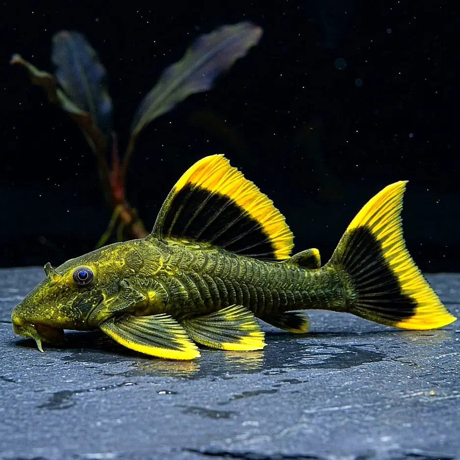 Moosgrüner Harnischwels L047 – Baryancistrus chrysolomus 'L047' 💚🐟 AquaTimo