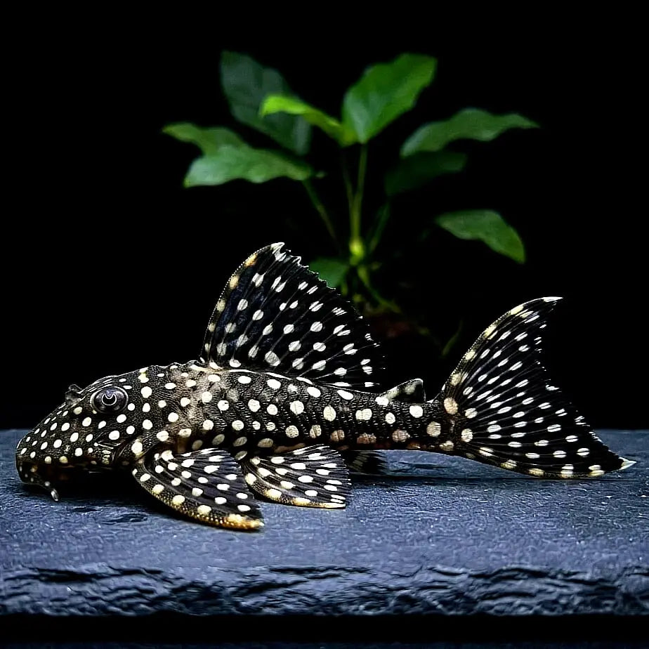 Parancistrus sp. Peppermint Peppermint Pleco, L030, 10-12 cm L 30 AquaTimo