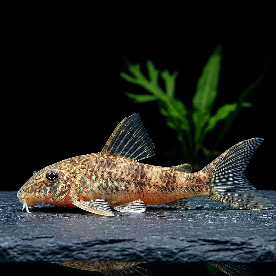 Ceará-Zwergotocinclus
Parotocinclus cearensis 🌿🐠