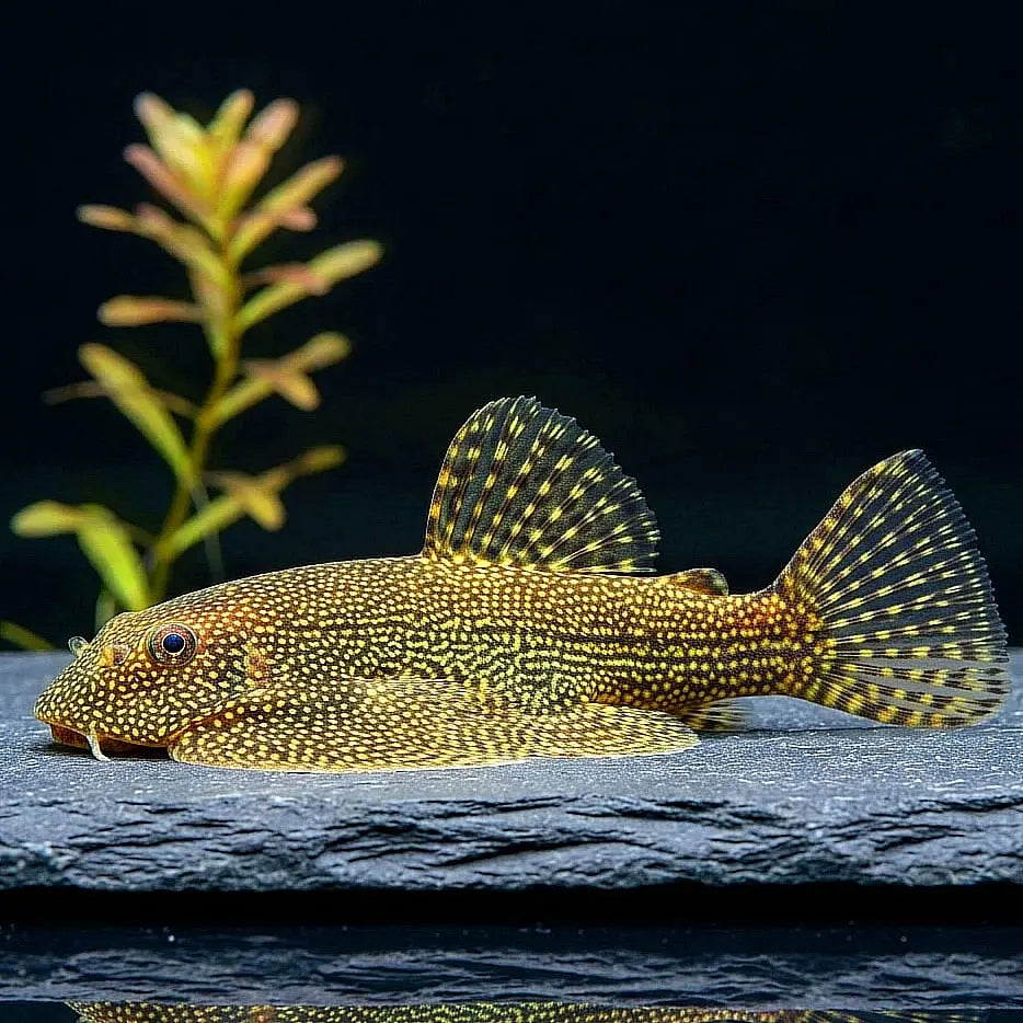 Punktierter Prachtflossensauger – Sewellia spec. "Spotted" AquaTimo