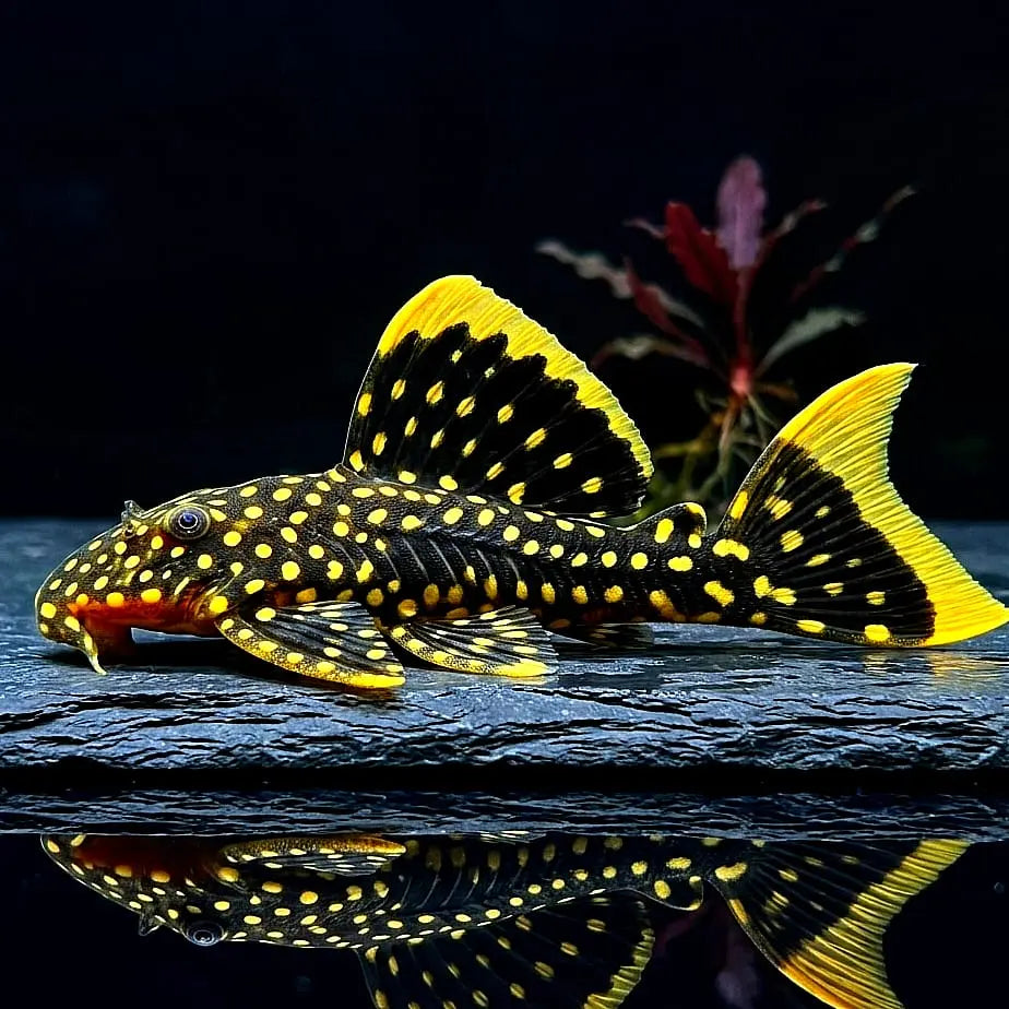 Gelbsaumwels L177 – Baryancistrus xanthellus 'L177' 🟡🐟 ca. 8-12 cm AquaTimo
