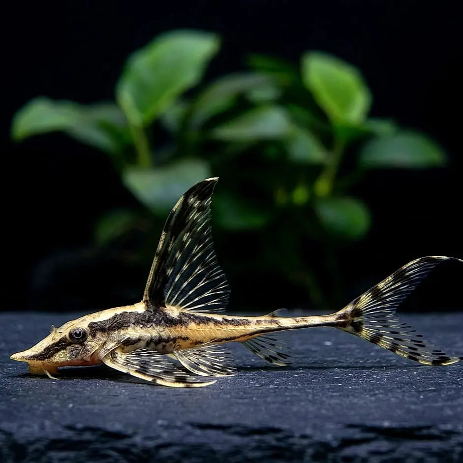 Goldener Fächerbartwels – Sturisoma aureum (Sturisomatichthys aureus) 🌿🐟 AquaTimo