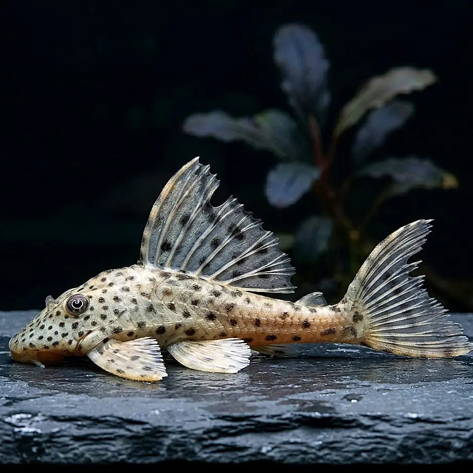Leopard-Segelschilderwels – Hypostomus plecostomus 🐟🌿🛡️ AquaTimo