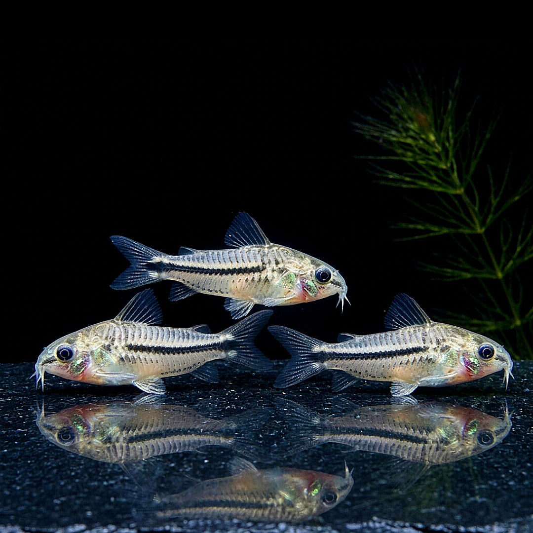 Corydoras Pygmaeus Zwergpanzerwels