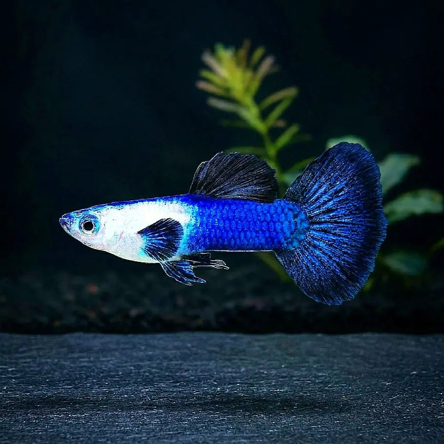 Hochzucht Guppy - 💙 Blue Panda AquaTimo