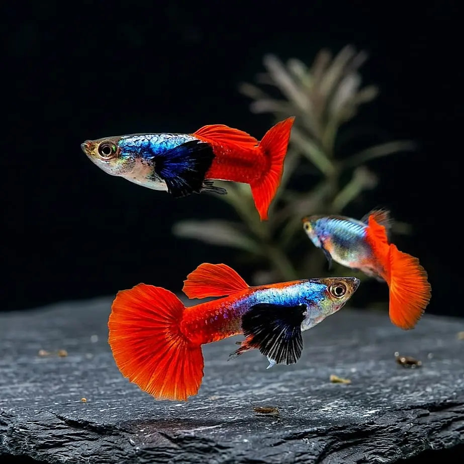 Hochzucht Guppy - ❤️ Red Dumbo AquaTimo