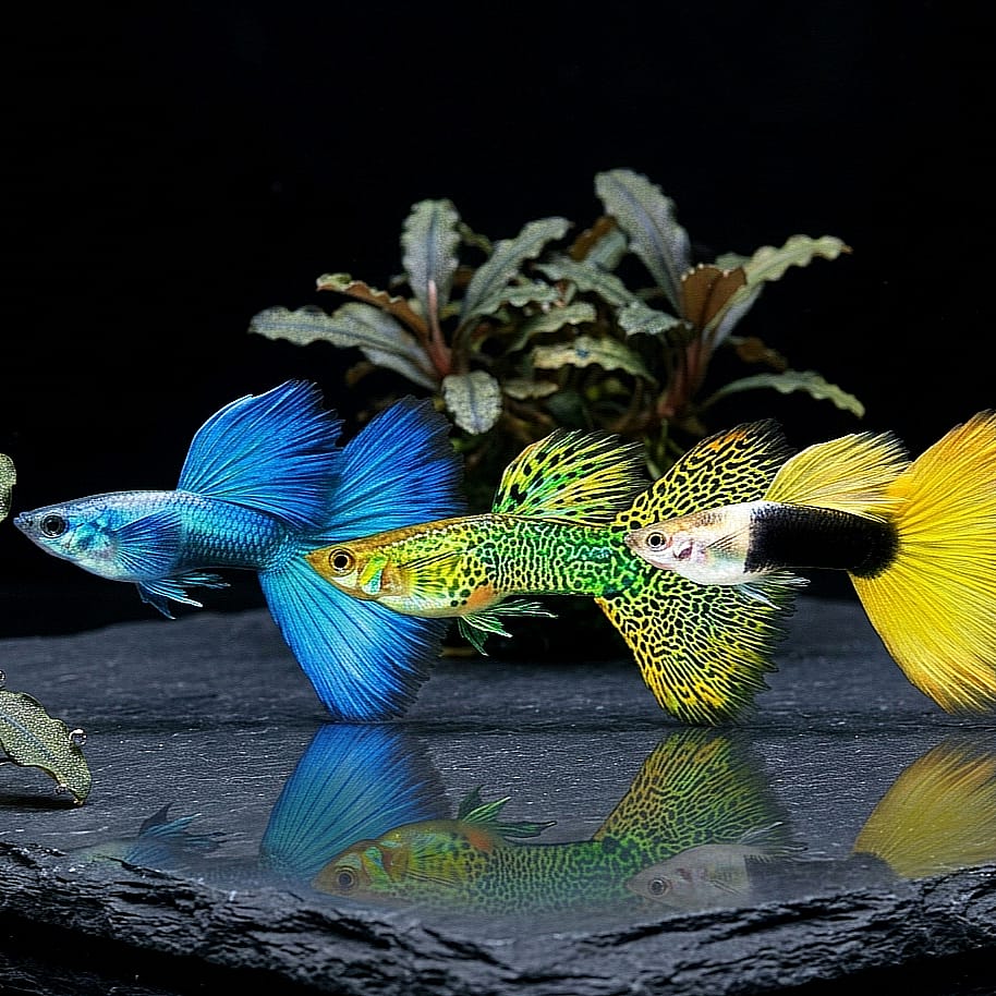 Hochzucht Guppy - MIX