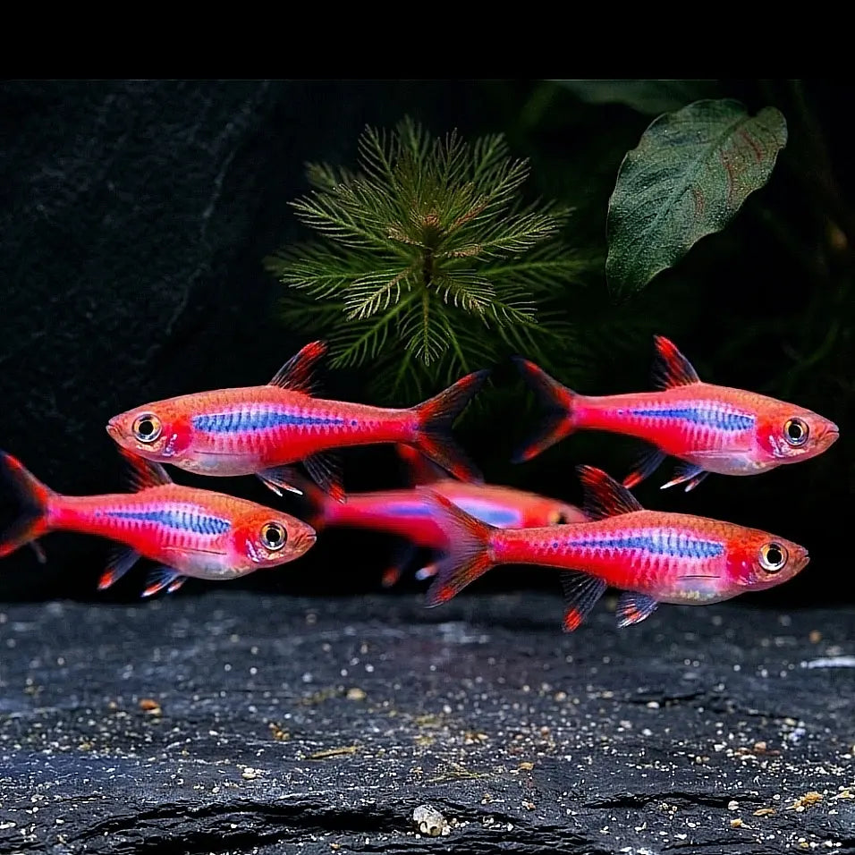 Moskitobärbling – 🩷 Boraras brigittae AquaTimo