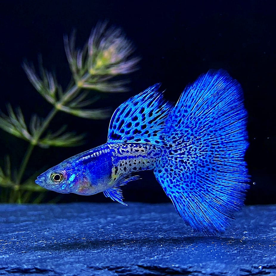 Hochzucht Guppy - Blue Grass