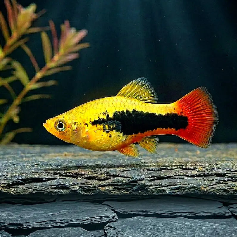 Hawaiiplaty – Exotischer Farbtraum für dein Aquarium AquaTimo