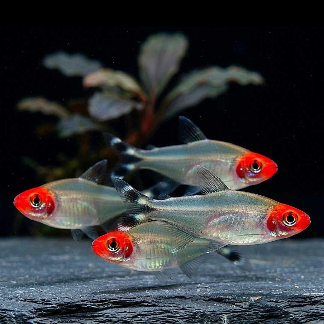 Petitella bleheri - Rotkopfsalmler (Hemigrammus bleheri)