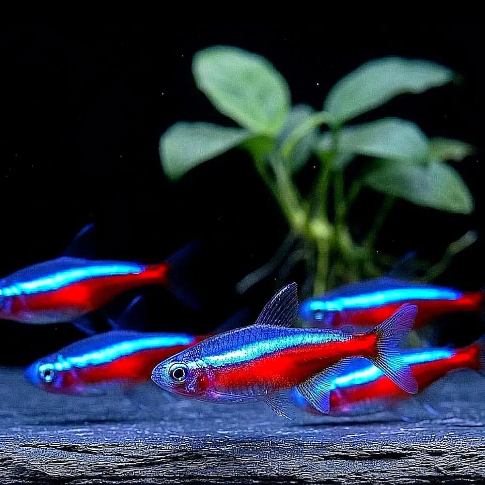 Roter Neonsalmler – ❤️💙Paracheirodon axelrodi AquaTimo