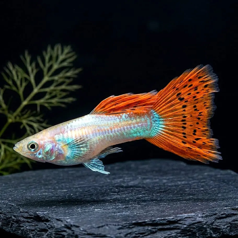 Liberty Molly – Poecilia salvatoris 🐟 AquaTimo