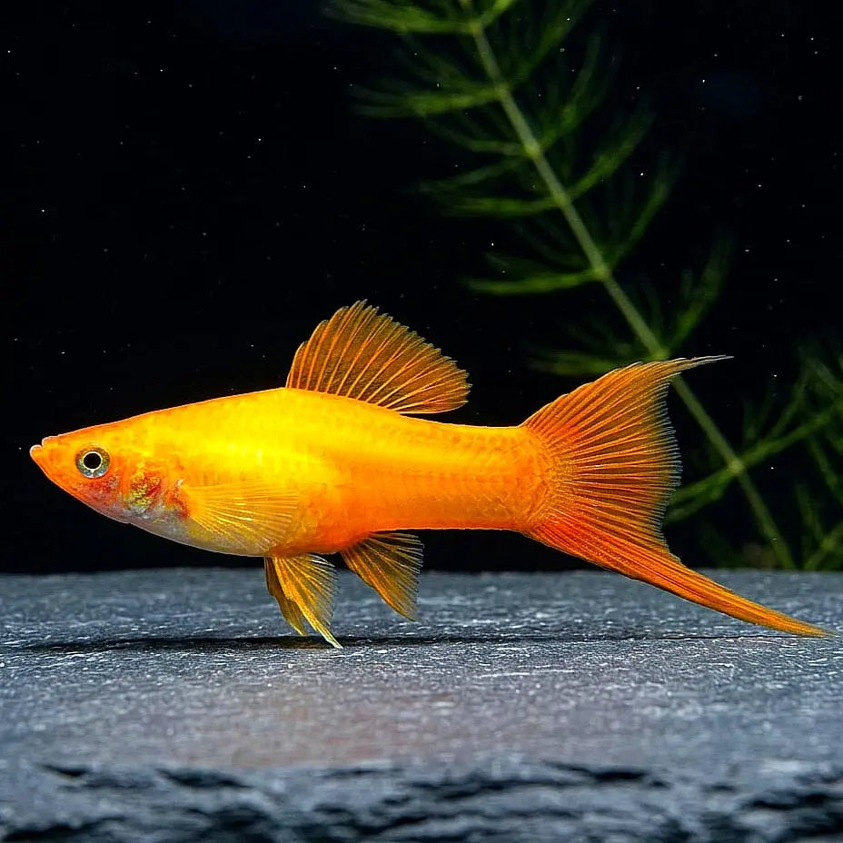 Schwertträger Gold – Strahlender Glanz für dein Aquarium AquaTimo