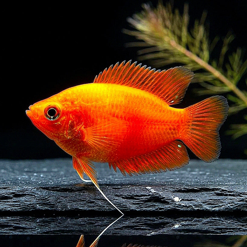 Honiggurami „Feuerrot“ (Colisa chuna red fire bzw. Trichogaster chuna red fire)