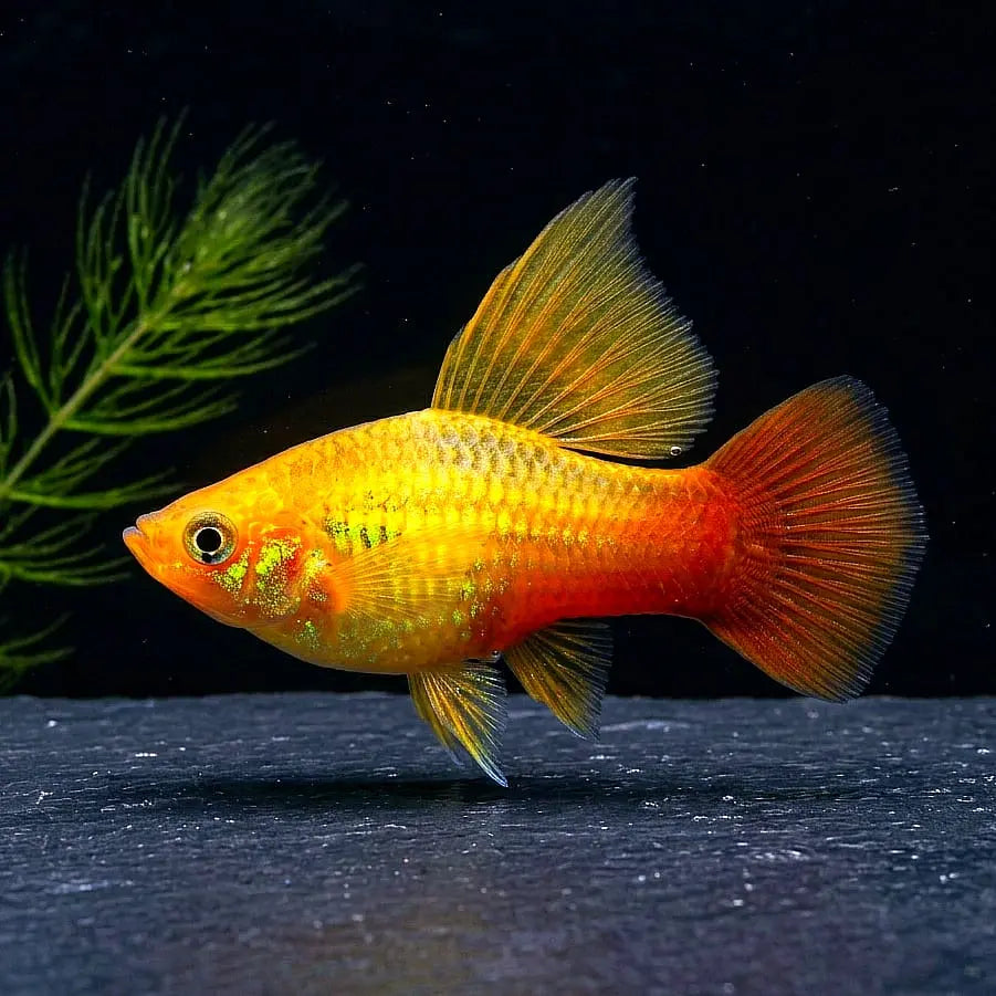 Platy Papageienplaty „Hochflosse“ – Xiphophorus variatus 🐠🌈 Highfin AquaTimo