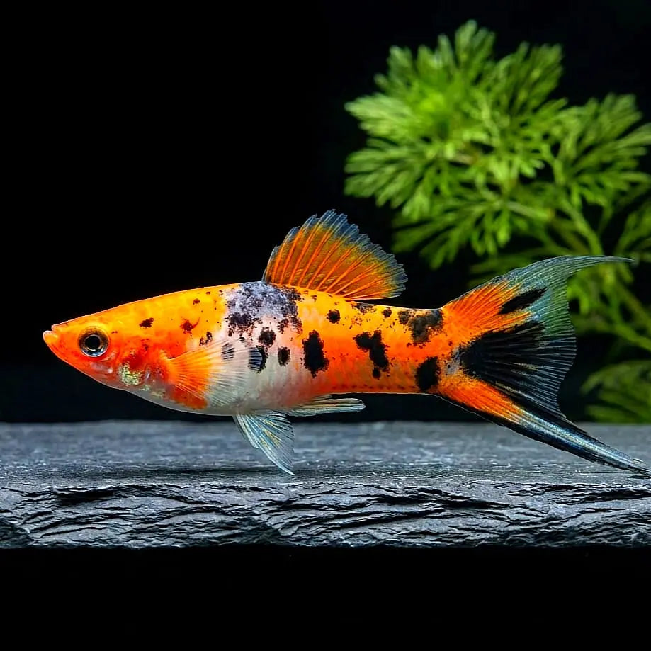 Schwertträger Shiro-Utsuri – Koi-inspirierter Kontrast in Schwarz-Weiß AquaTimo