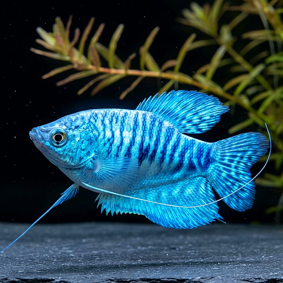 Trichogaster cosby – Blauer Mosaikfadenfisch 🐟🌊