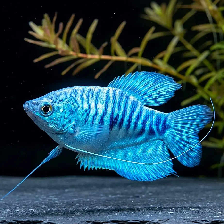 Trichogaster cosby – Blauer Mosaikfadenfisch 🐟🌊 AquaTimo