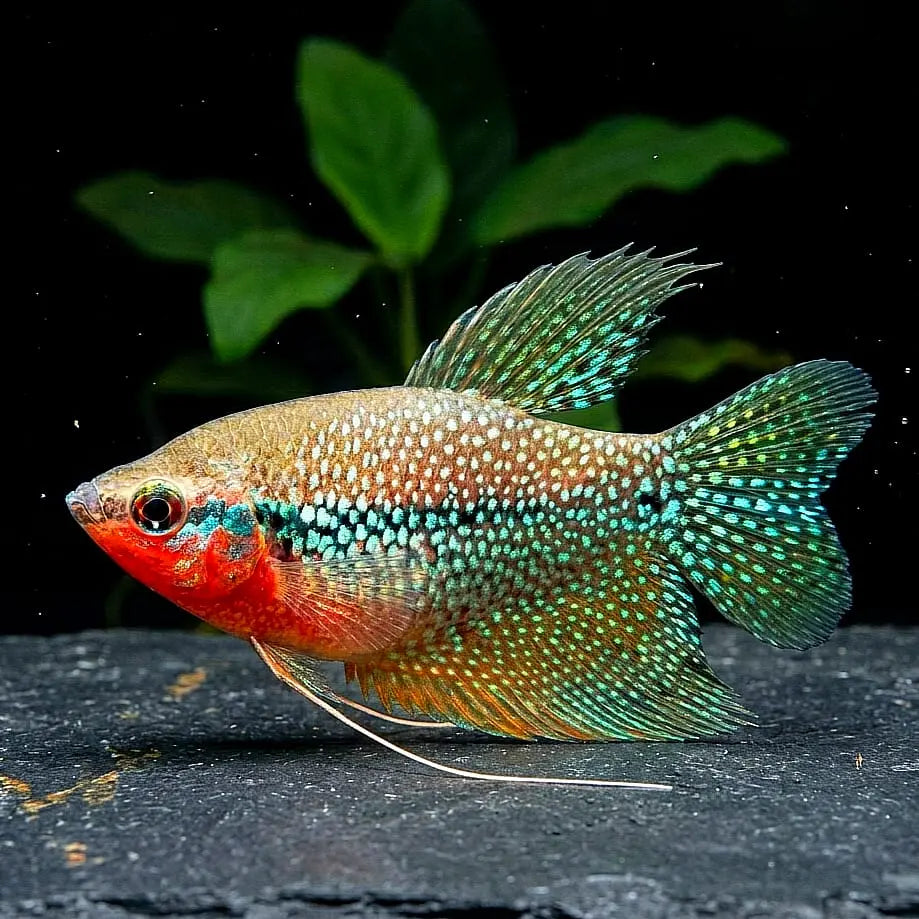 Trichogaster leerii – Der majestätische Mosaikfadenfisch 🐟✨ AquaTimo