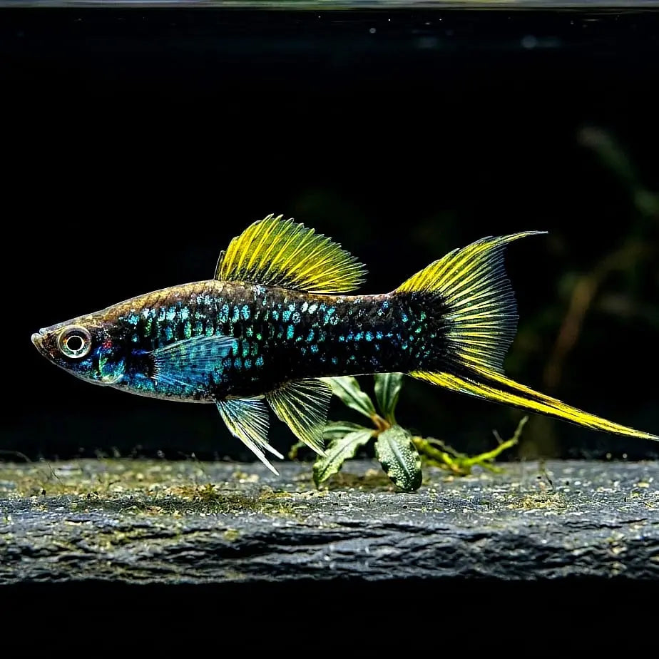 Schwertträger Schwarz – 🖤💛 Eleganter Klassiker mit Tiefenwirkung AquaTimo