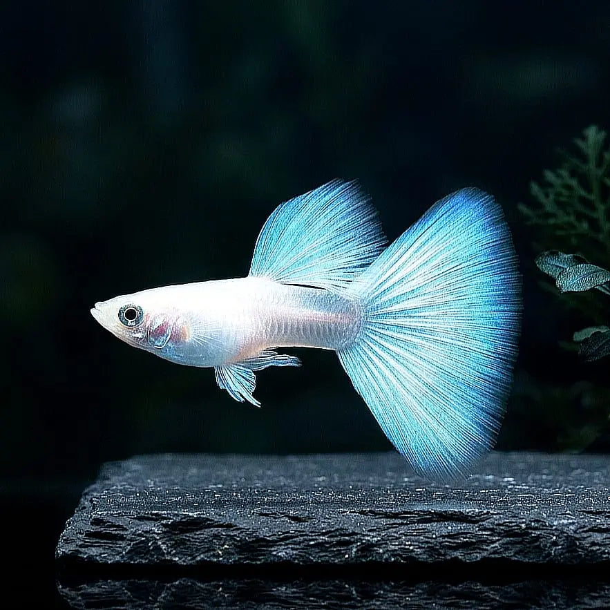 Hochzucht Guppy - 🤍 Full White AquaTimo