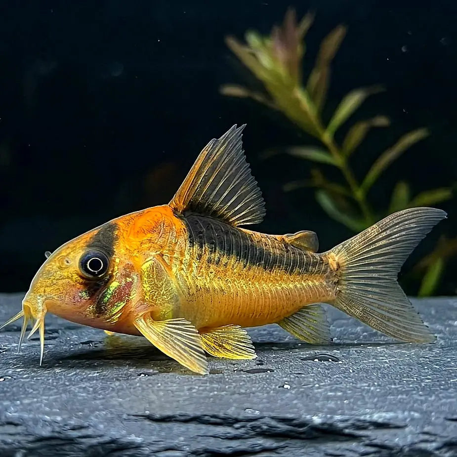 Goldstirnpanzerwels – Corydoras adolfoi 🧡🐟 AquaTimo