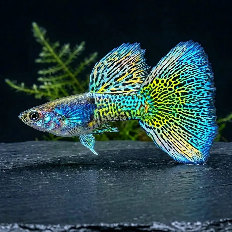 Hochzucht Guppy - 💚 Green Grass AquaTimo