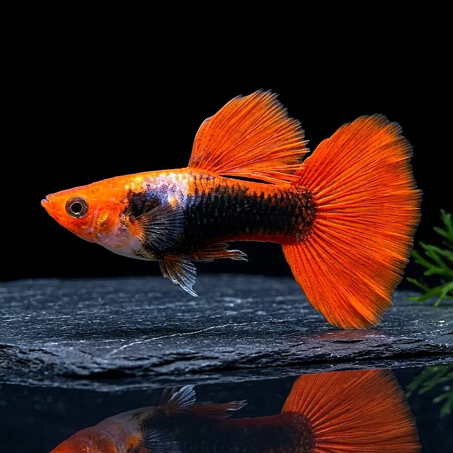 Hochzucht Guppy - 🧡🖤 Red Cap Tuxedo AquaTimo
