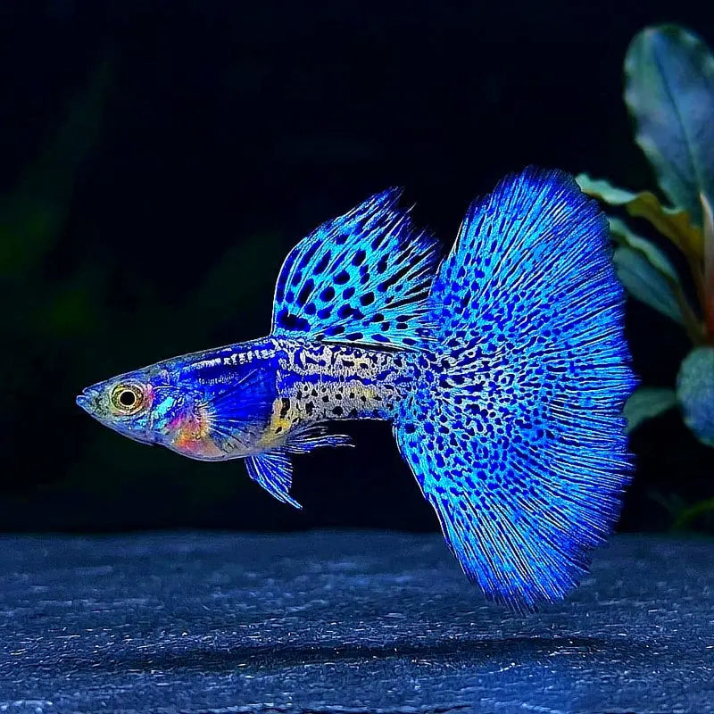 Hochzucht Guppy - 💙 Blue Grass AquaTimo