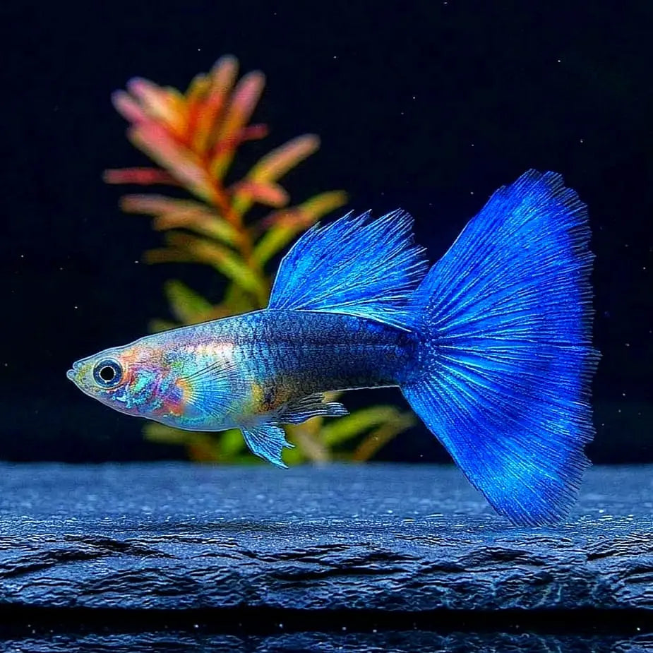 Hochzucht Guppy - 💙 Blue Tuxedo AquaTimo
