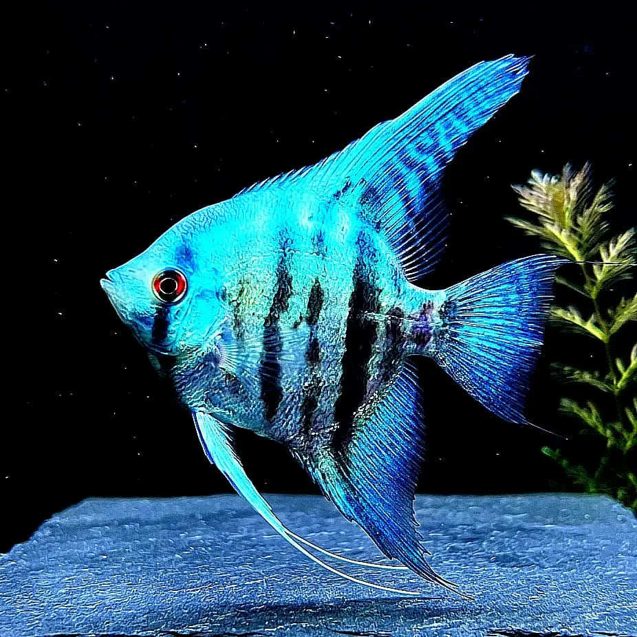 Skalar Avatar Blue - Pterophyllum scalare 🌿✨ AquaTimo